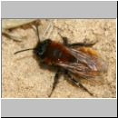 Andrena fulva - Rotpelzige Sandbiene w13.jpg